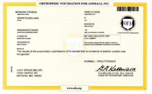 Ofa patella