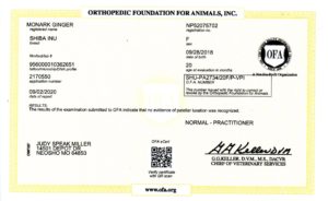 Ofa patella