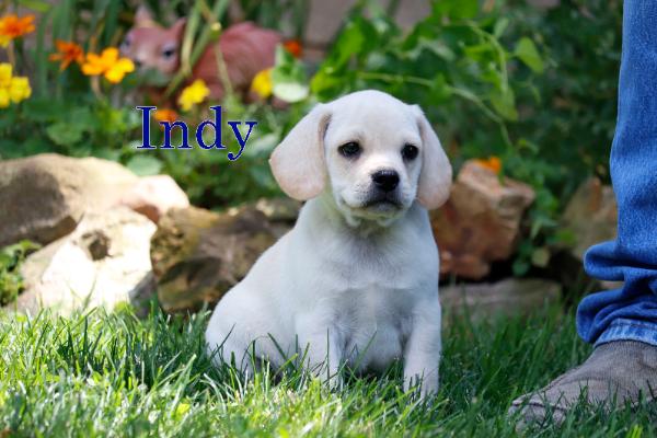 Indy