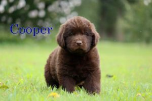 Cooper