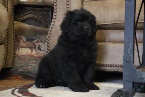 Enzo