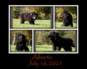 Alberta