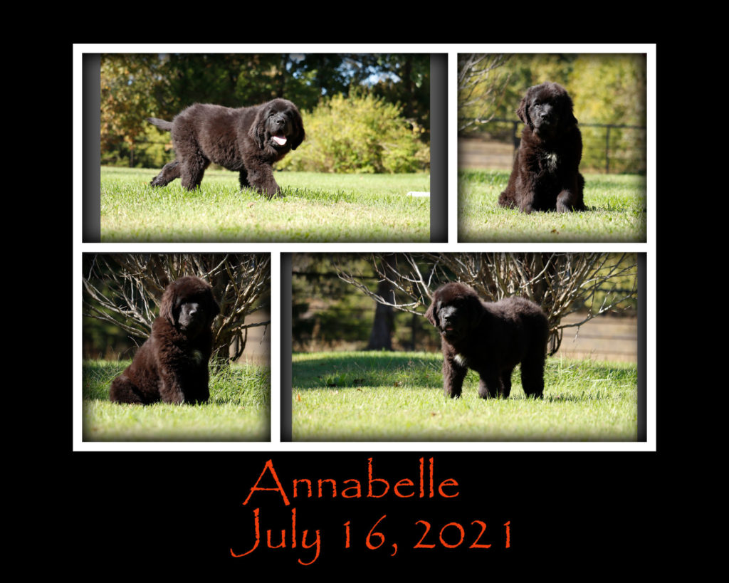 Annabelle