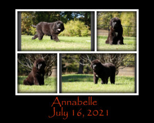Annabelle