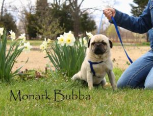 Bubba