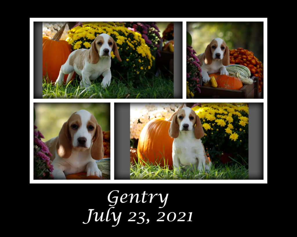 Gentry