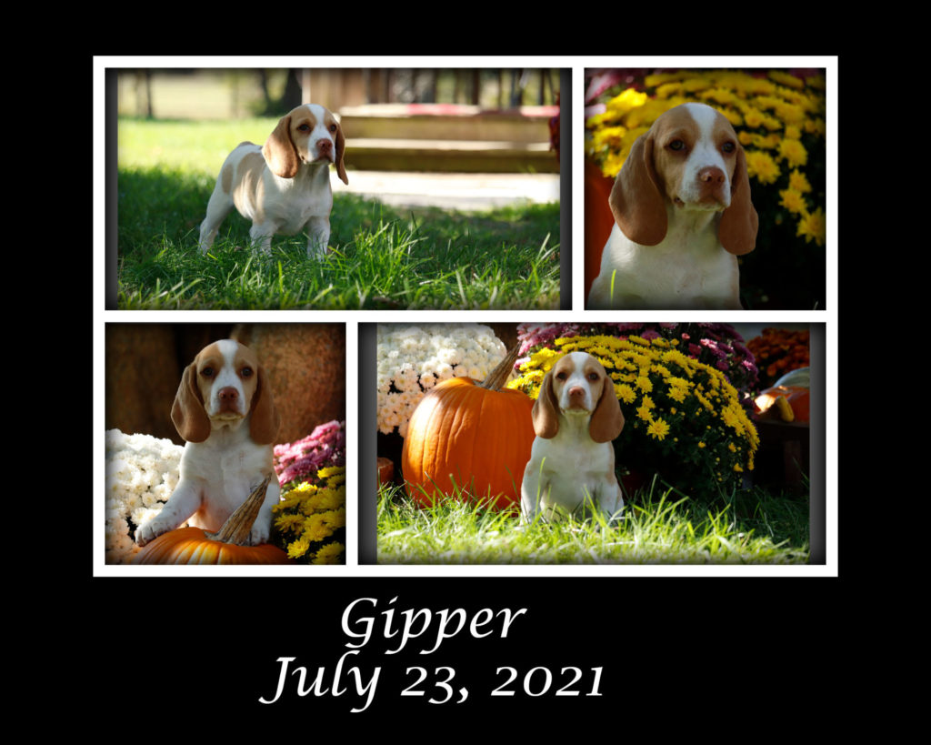 Gipper