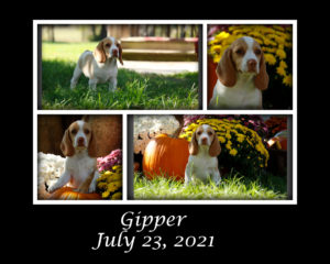 Gipper