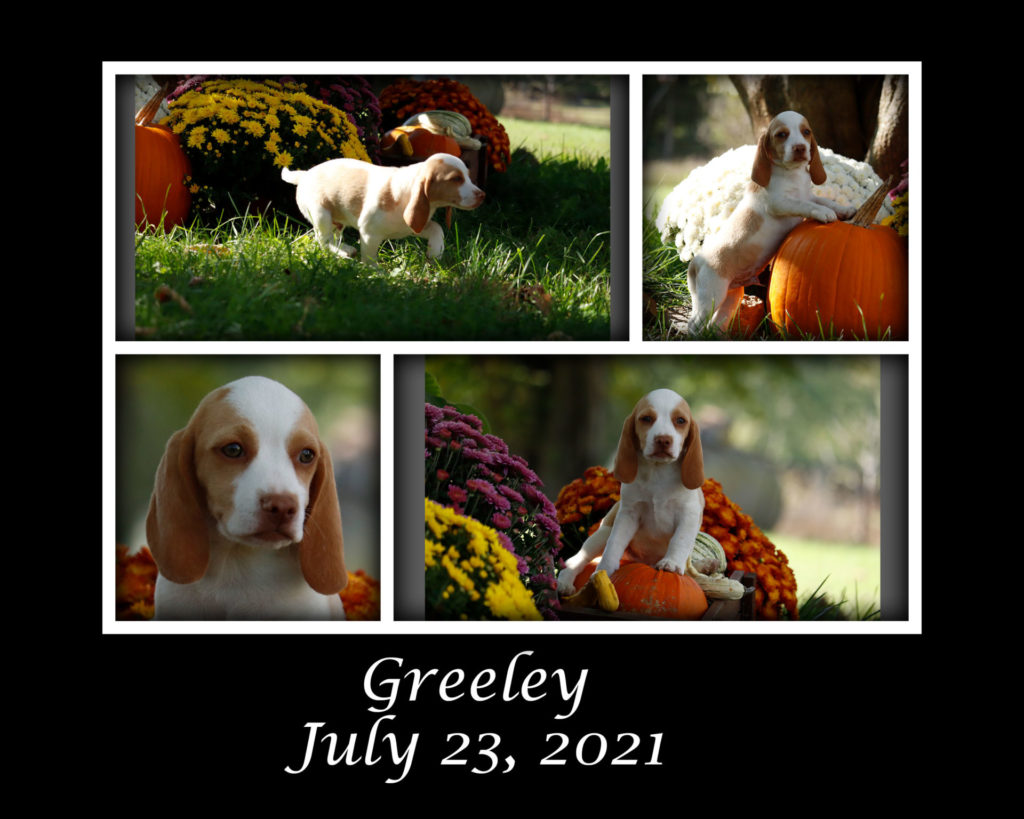 Greeley