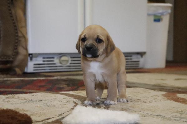 Teddy
