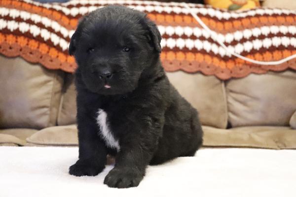 Atticus