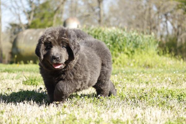 Babette