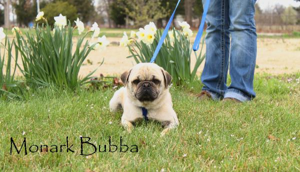Bubba 2