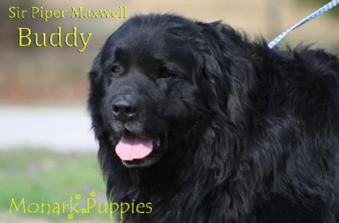 Buddy