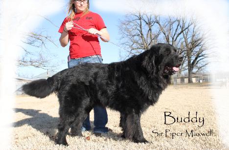 Buddy1-468x307