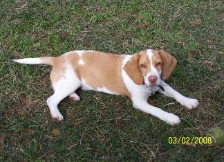 Duke 2