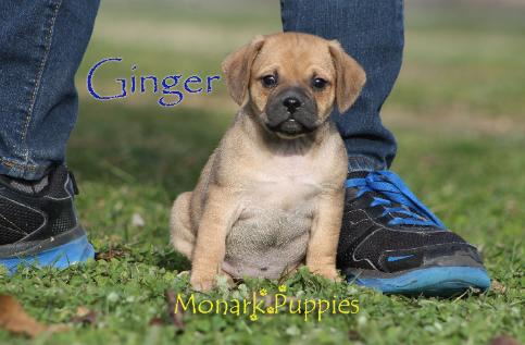 Ginger