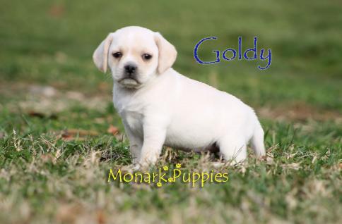 Goldy