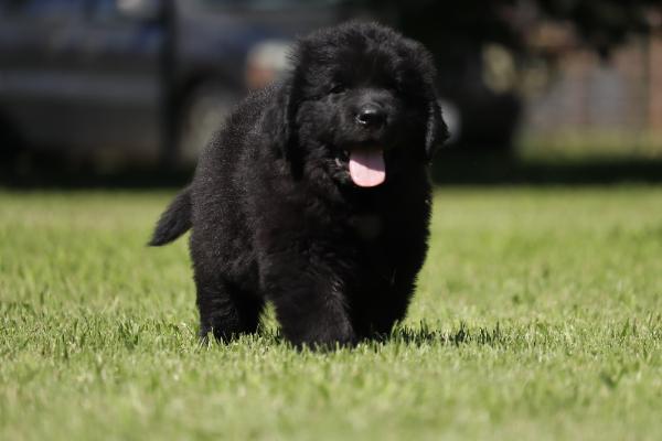 Harlow