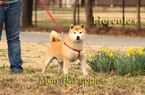 Hercules 1