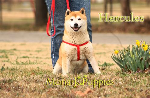 Hercules 2