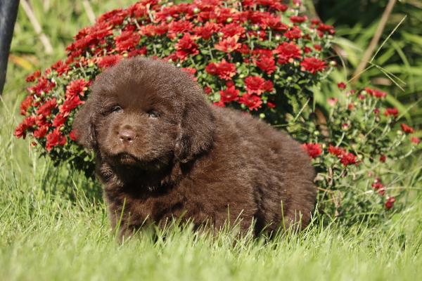 Hershey