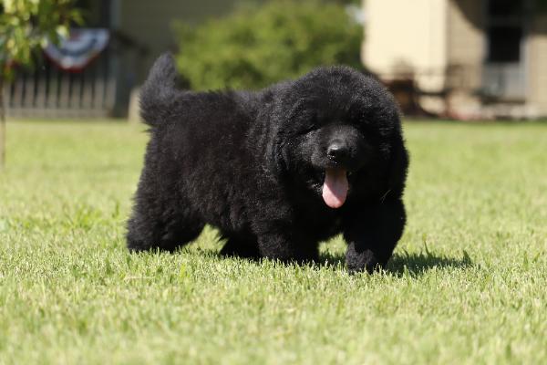 Hudson