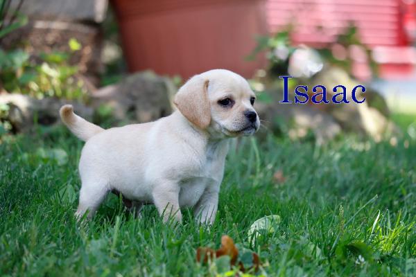 Isaac