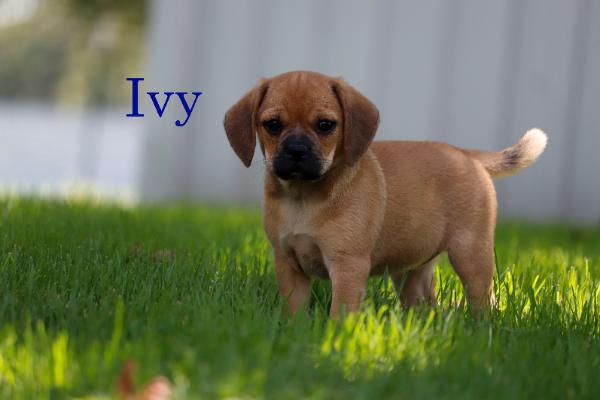 Ivy