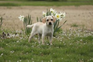 Josie