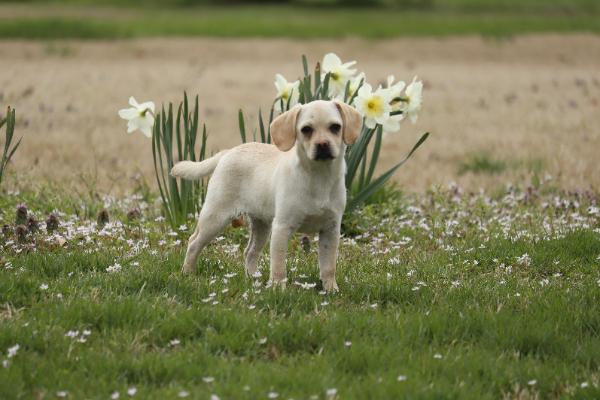 Josie