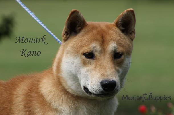 Kano 1