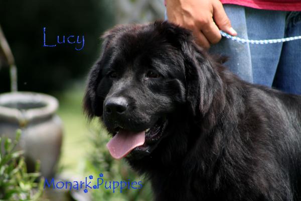 Lucy