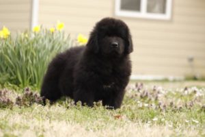 Lulu