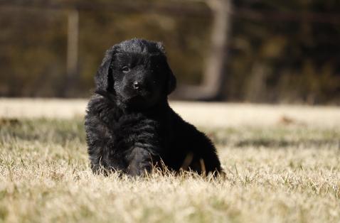 Nellie