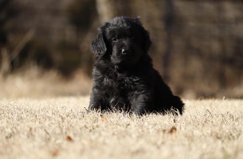 Nugget