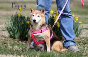Peppy 1