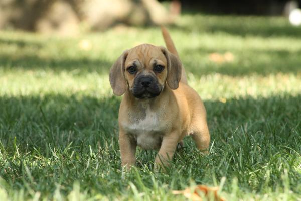 Ralph