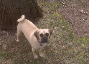 Ralphie