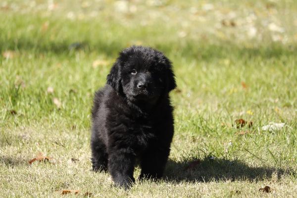 Rizzo