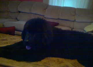 Rocky 2