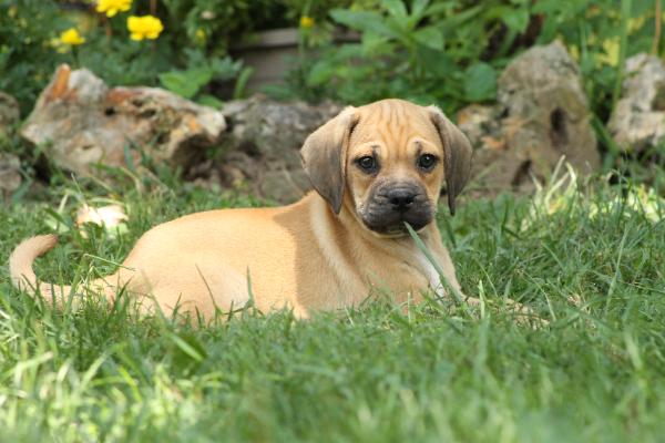 Roscoe