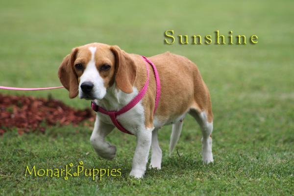 Sunshine (Lil Hook's Golden Sunshine)
