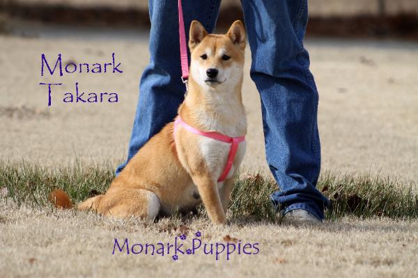 Takara 2
