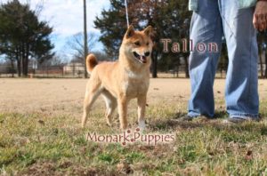 Tallon