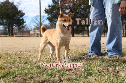 Tallon