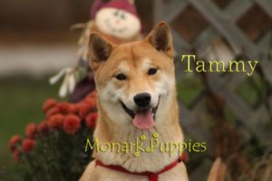 Tammy 1
