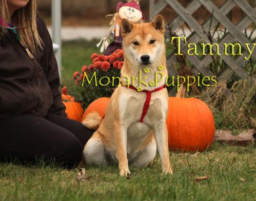 Tammy 2
