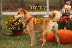 Tammy 3