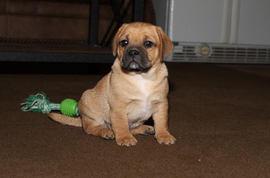 Tater